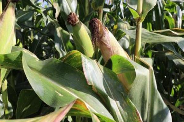 齐民玉17号玉米品种简介，夏播生育期104天