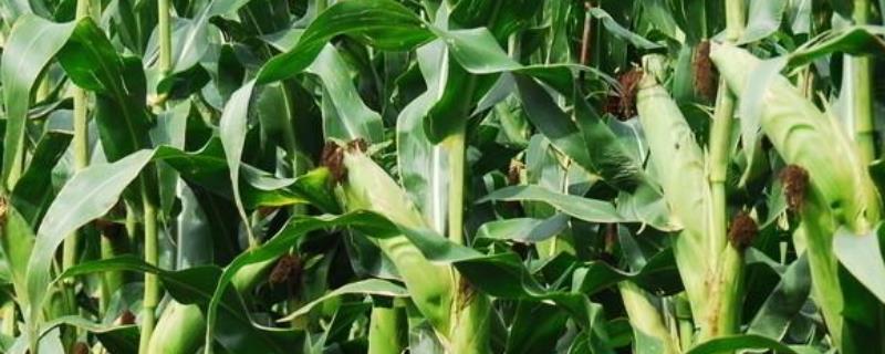 农玉662玉米种子特点,平均生育期103.0天