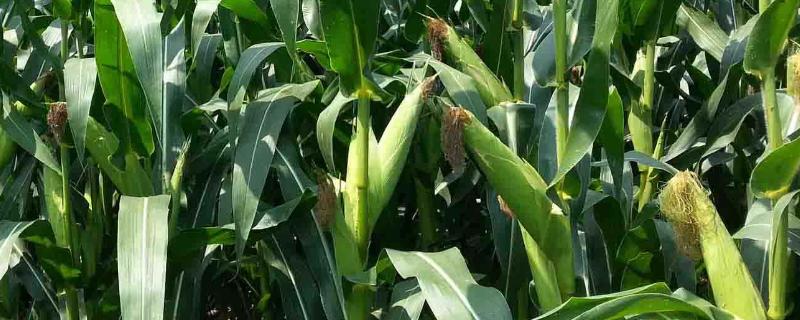 爱瑞特7943玉米品种的特性,适宜密度4500株/亩左右
