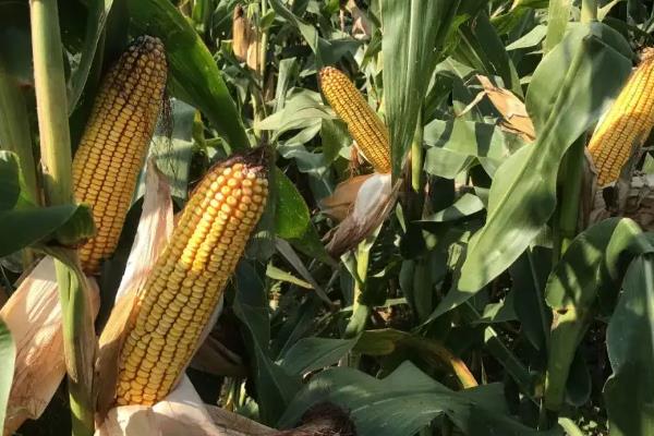 齐民玉17号玉米品种简介，夏播生育期104天