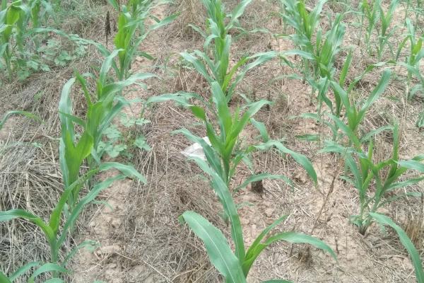 爱瑞特7943玉米品种的特性，适宜密度4500株/亩左右