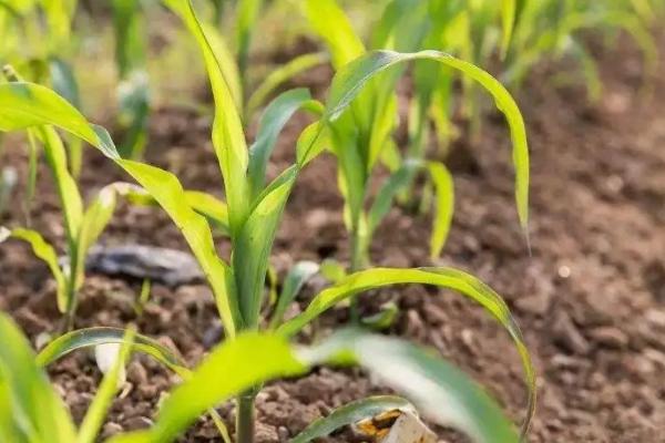 农玉662玉米种子特点，平均生育期103.0天