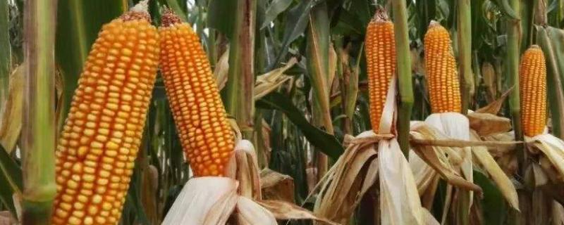 豫单8008玉米种子特点,平均生育期103.1天