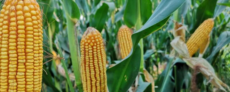 机玉519玉米种子特点,适宜密度4500株/亩