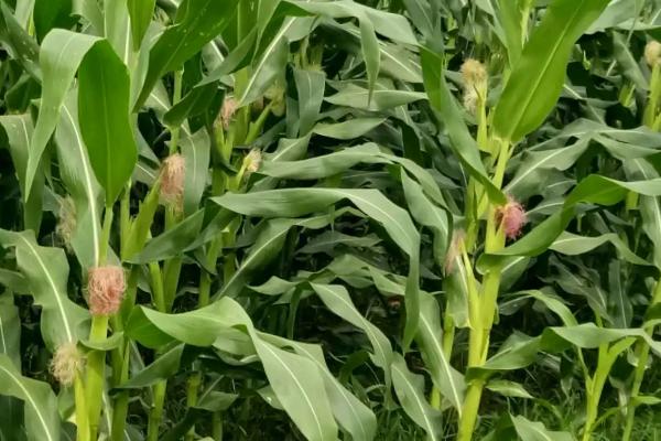 机玉519玉米种子特点，适宜密度4500株/亩