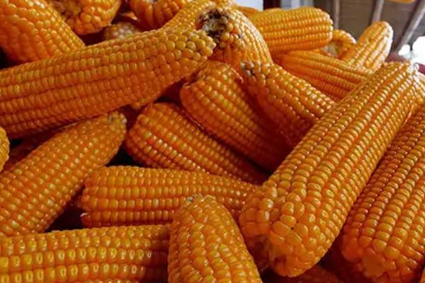 豫单8008玉米种子特点，平均生育期103.1天