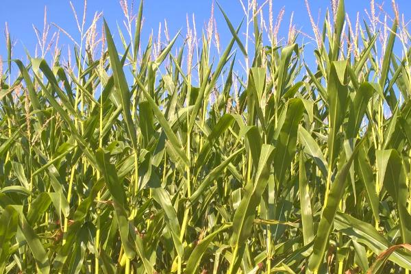 机玉519玉米种子特点，适宜密度4500株/亩