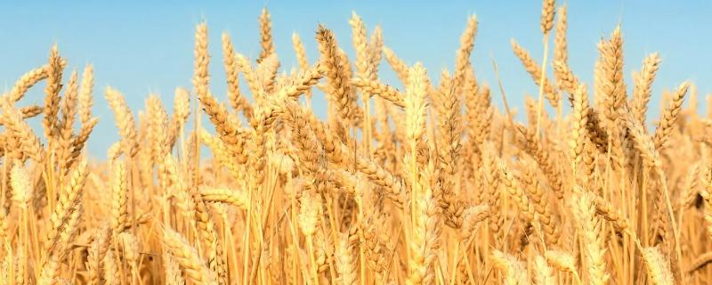 硕麦9号小麦品种简介,每亩适宜基本苗10~15万