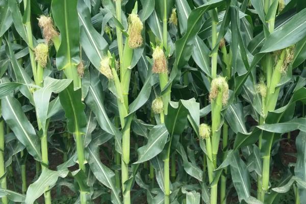 机玉519玉米种子特点，适宜密度4500株/亩