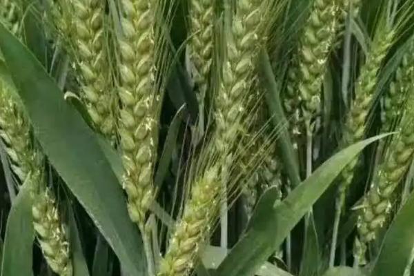 牛麦136小麦种子特征特性，每亩适宜基本苗18～20万
