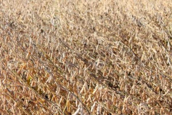 中豆68大豆种子特点,达到合理群体密度