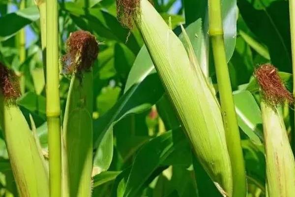 康农玉802玉米种子特征特性，生育期110.9天