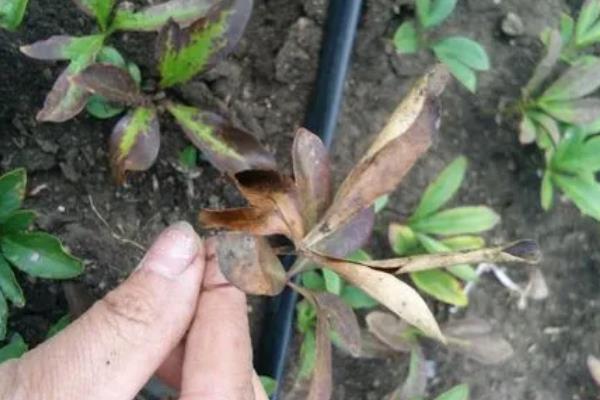 万寿菊的种植方法，在移栽前一天浇透底水