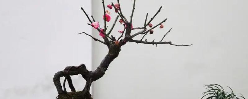 冬天买的梅花如何上盆，需修剪断枝、枯枝