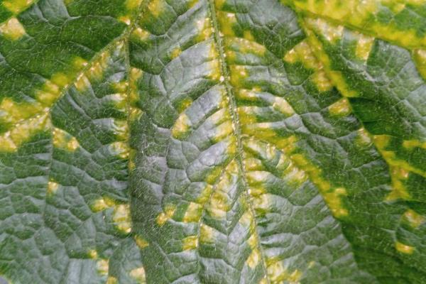 吃黄瓜叶的飞虫是什么，有斑潜蝇、黄守瓜、白粉虱、蚜虫等