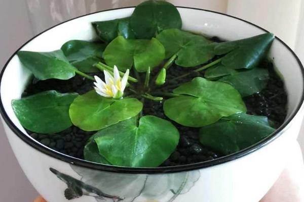 小睡莲怎么进行无土水培，用清水浸种7天再放入容器中