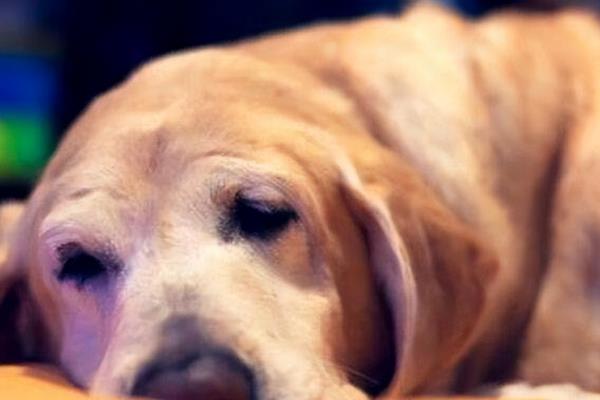 狗狗生病的几个征兆，常见发烧、发抖、食欲不振等