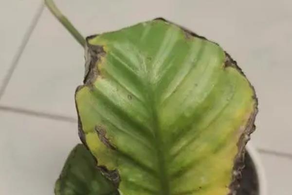 青苹果竹芋叶子焦边怎么处理，需进行遮阴处理