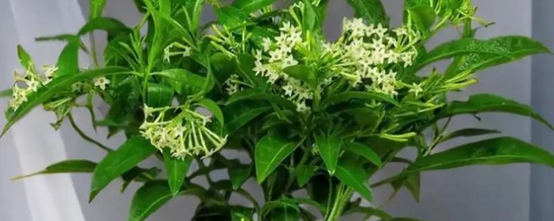 夜来香在晚上八点开花是不是真的，晚上8-10点开花