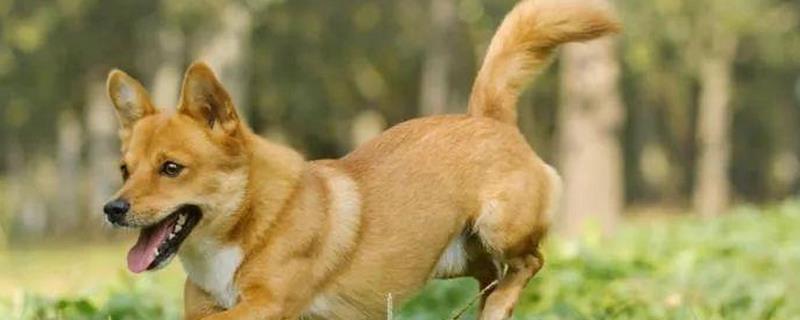 犬细小病毒是什么，是一种死亡率很高的传染病