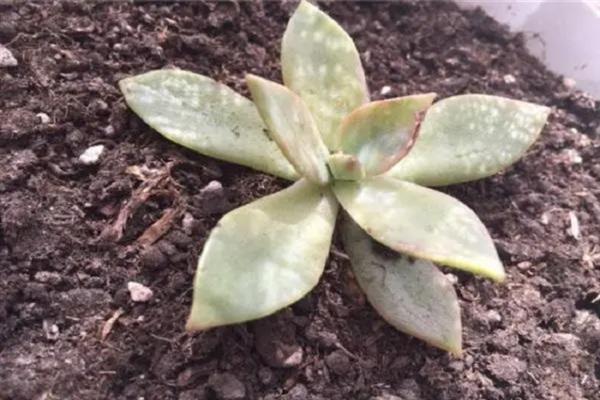 适合对多肉断头的季节，以春季和秋季为宜