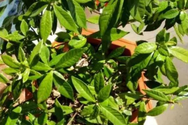 栀子花什么季节开花，从5-6月开始进入花期
