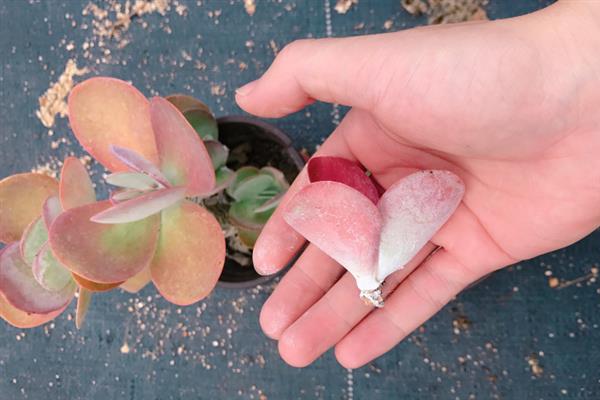 适合对多肉断头的季节，以春季和秋季为宜