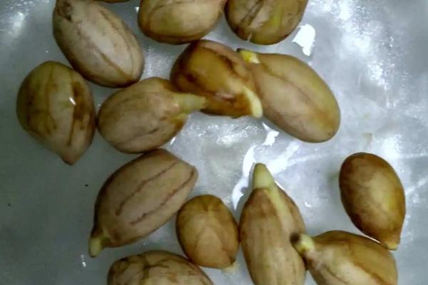 花生15天不出苗的原因，可能是播种温度过低或天气干旱等