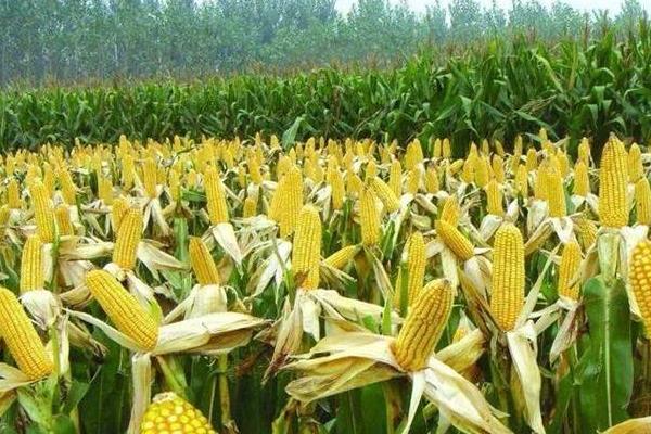 翔玉791玉米品种简介，播期为4月下旬至5月上旬