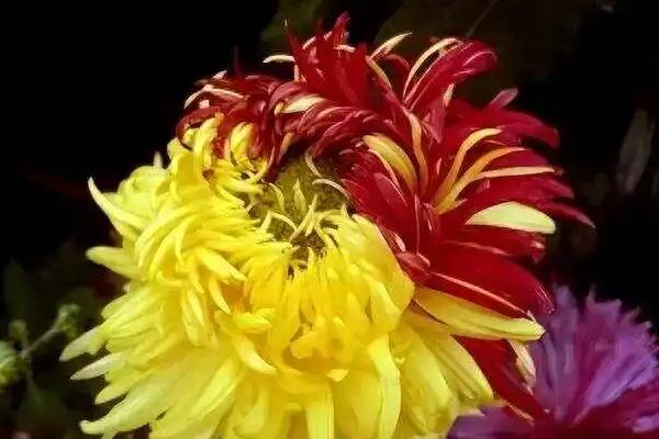 菊花是不是夏天开的，夏菊可在夏季开放