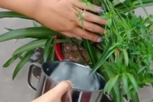 金心吊兰的养殖方法，喜欢生长在比较温暖的环境下