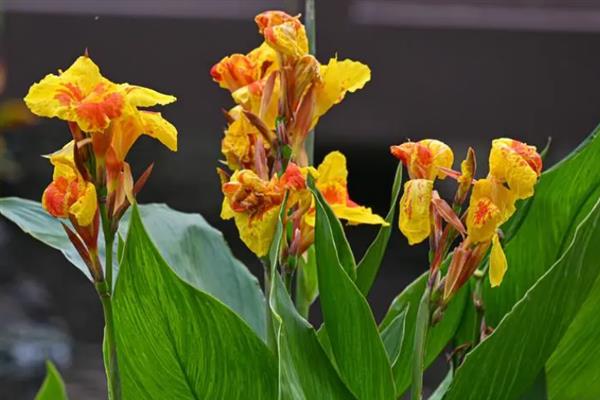 大花美人蕉的外形特点，株高约1.5米