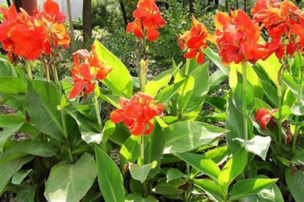 大花美人蕉的外形特点，株高约1.5米