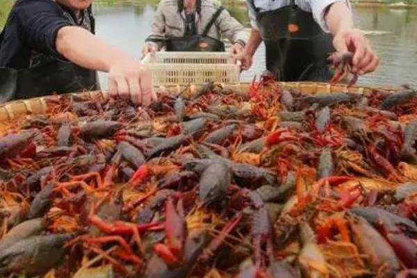 怎么养殖小龙虾，清塘消毒、培育浮游生物后再放入虾苗