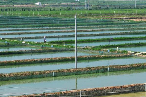 怎么养殖小龙虾，清塘消毒、培育浮游生物后再放入虾苗