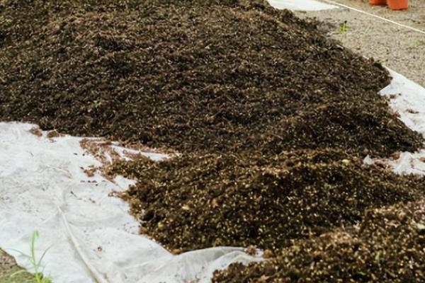 怎么栽种多肉植物，养殖过程中要根据土壤的干湿程度进行浇水