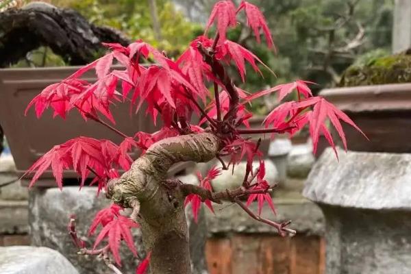 红枫盆栽的修剪方法，发育不良、徒长的枝条需修剪掉