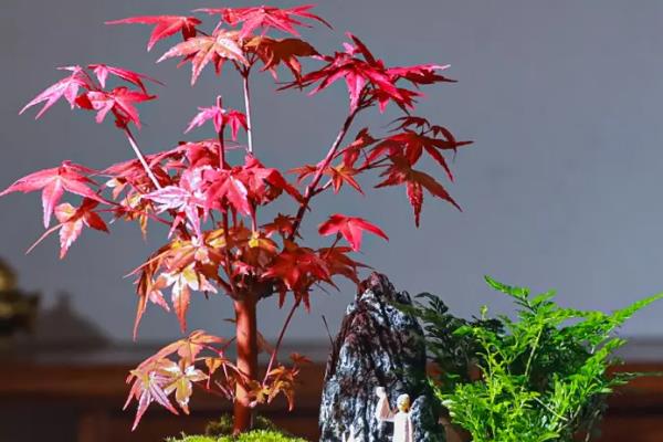 红枫盆栽的修剪方法，发育不良、徒长的枝条需修剪掉