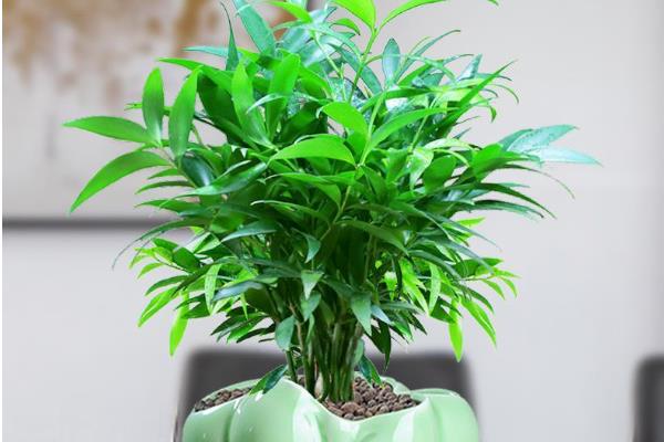 平安竹叶子黄的原因，可能是温度偏低或光照不足等