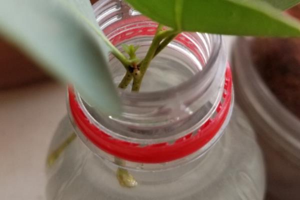 尤加利放卧室的注意事项，要注意确保充足光照条件