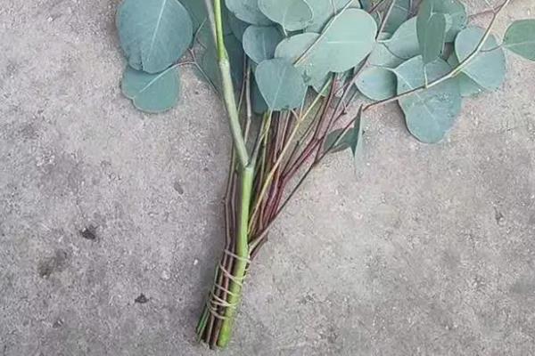 尤加利放卧室的注意事项，要注意确保充足光照条件