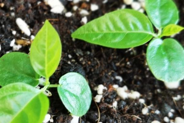 百香果的施肥方法，种植半个月后要追施粪尿水或尿素溶液