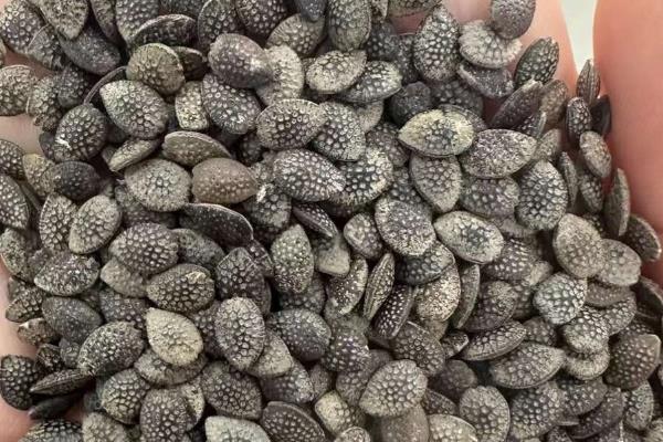 百香果的施肥方法，种植半个月后要追施粪尿水或尿素溶液
