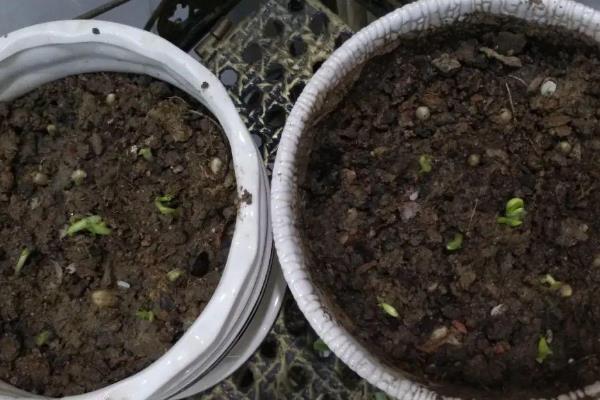 百香果的施肥方法，种植半个月后要追施粪尿水或尿素溶液