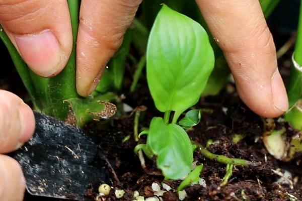白掌的养殖方法，每隔1-2年要换盆一次