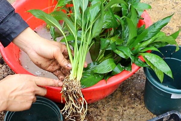 白掌的养殖方法，每隔1-2年要换盆一次