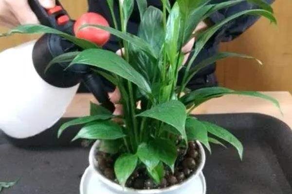 白掌的养殖方法，每隔1-2年要换盆一次