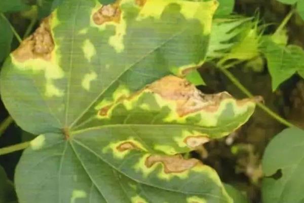 棉花黄萎病的发病原因，可能是种植密度过大或氮肥施用太多等