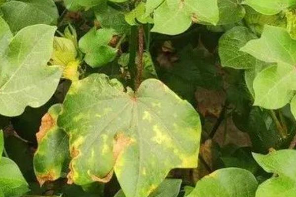 棉花黄萎病的发病原因，可能是种植密度过大或氮肥施用太多等