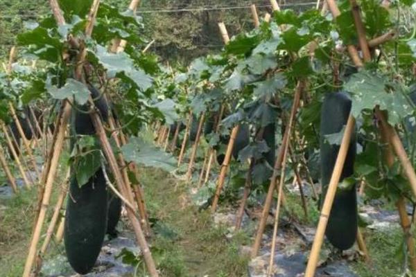 冬瓜的种植时间，春季的种植时间在12月至次年3月左右